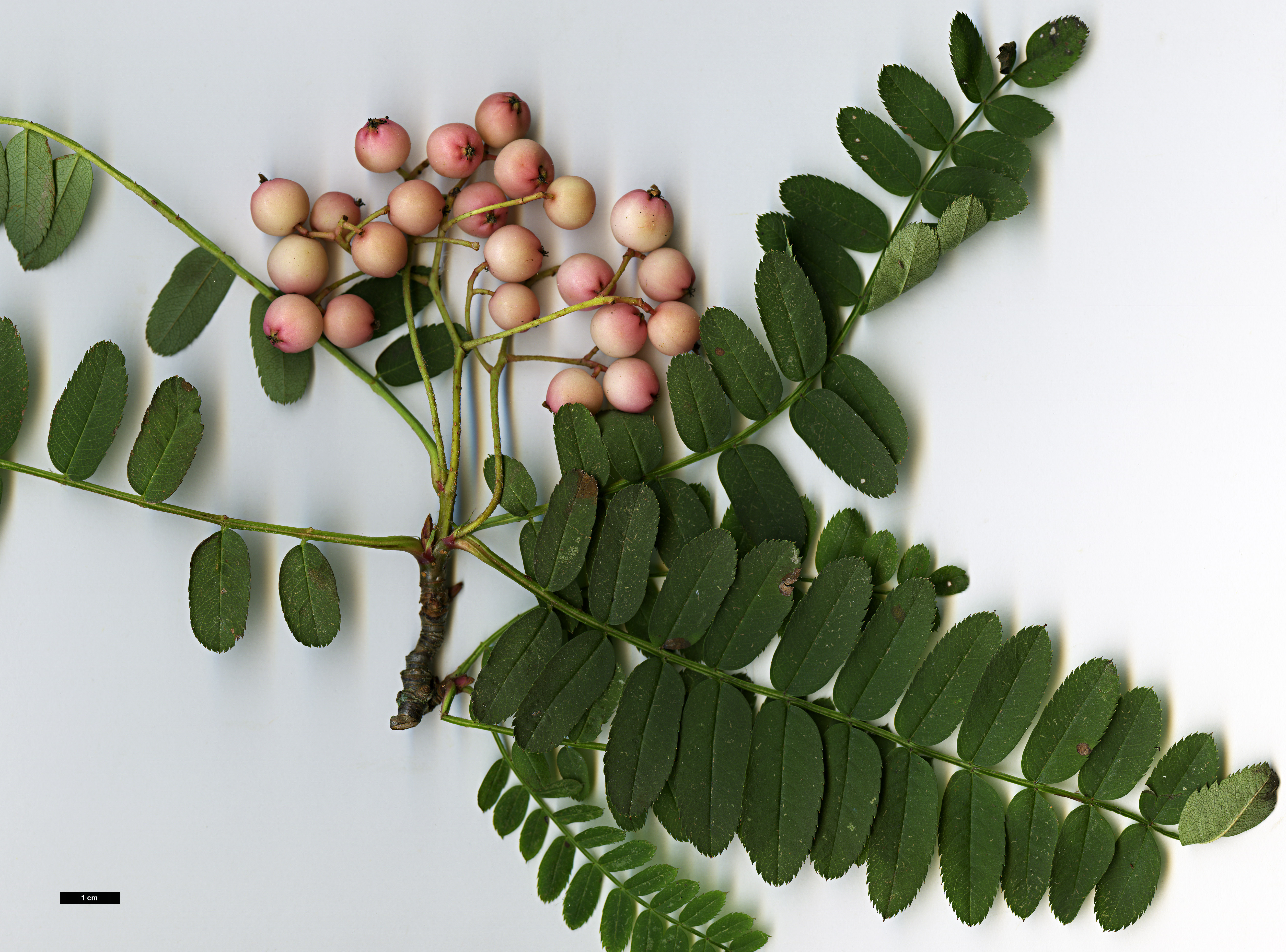 High resolution image: Family: Rosaceae - Genus: Sorbus - Taxon: hugh-mcallisteri